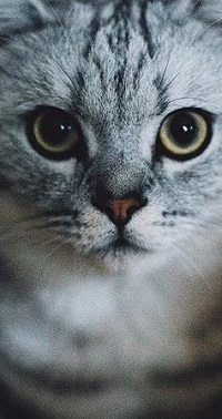 99px.ru аватар Серый котенок смотрит на нас