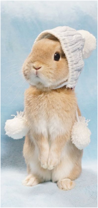 99px.ru аватар Кролик в шапочке стоит на двух лапках