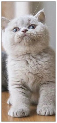 99px.ru аватар Милый белый котенок