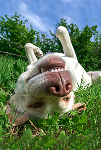 99px.ru аватар Белая собака валяется на траве, фотограф Алексей Яковлев