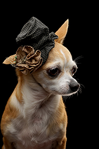 99px.ru аватар Собака чихуахуа в дамской шляпке с цветком, фотограф Сергей