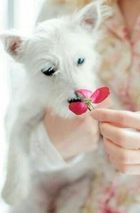 99px.ru аватар На руках девушки собачка, которая нюхает цветок