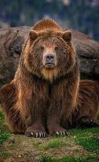 Аватар вконтакте Бурый мишка сидит на земле