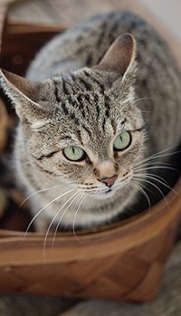 Аватар вконтакте Кошка в корзине