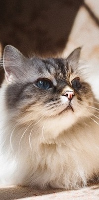 99px.ru аватар Домашняя длинношерстная кошка c голубыми глазами