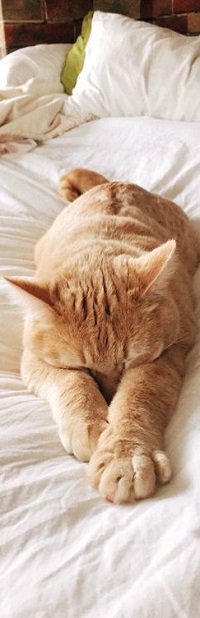 99px.ru аватар Рыжая кошка лежит на постели