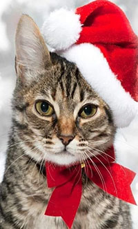 99px.ru аватар Серая кошка в новогодней шапочке с красным бантом на шее