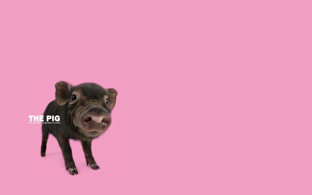 Обои для рабочего стола Мини свинка The pig artlist collection