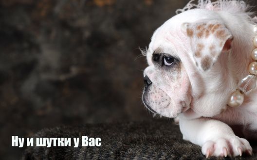 Обои на рабочий стол Ну и шутки у вас (собаке на шею одели бусы)