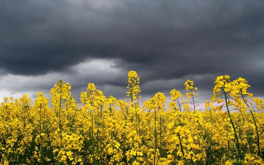 Обои на рабочий стол Яркие цветы на фоне пасмурного неба