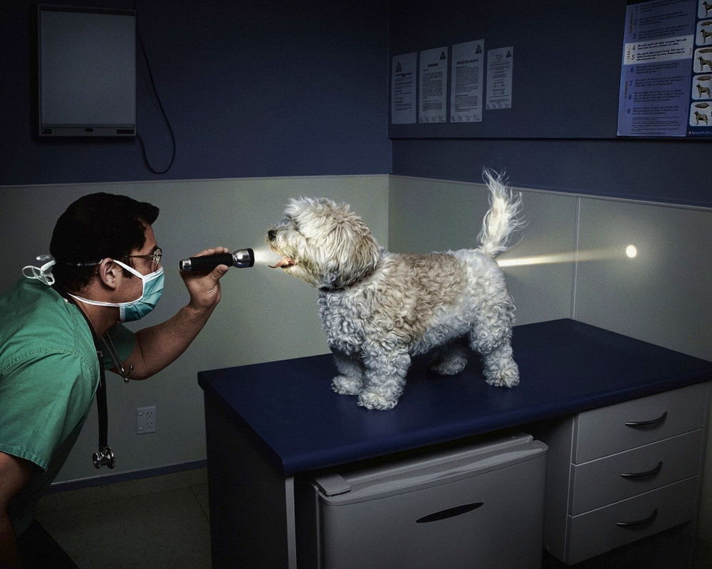 Обои для рабочего стола На приёме у ветеринара (врач светит фонариком болонке в рот, луч просвечивает её насквозь)