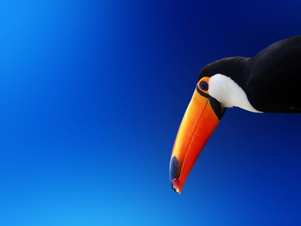 Обои на рабочий стол Голова экзотической птицы на синем фоне