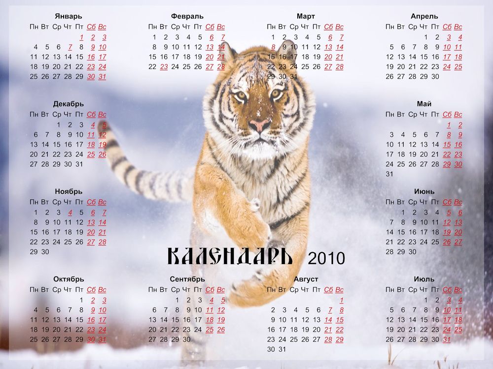 Обои для рабочего стола Календарь 2010 с символом года - тигром