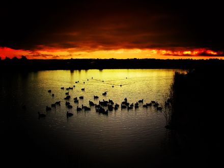 Обои на рабочий стол Над озером угасают последние лучи солнца, на водяной глади виднеются силуэты заночевавший там большой стаи уток