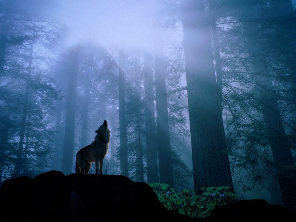 Обои для рабочего стола волк воет в темном лесу