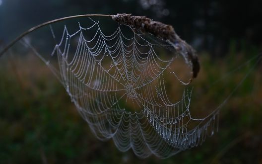 Обои на рабочий стол Ажуры паутины