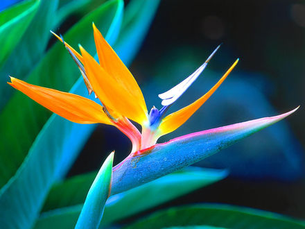 Обои на рабочий стол Bird Of Paradise