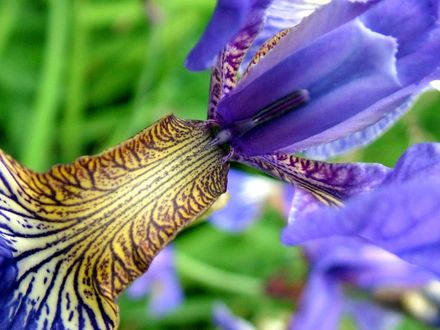 Обои на рабочий стол Экзотический цветок