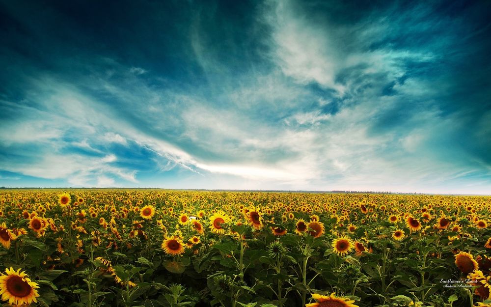 Обои для рабочего стола Поле подсолнухов - Sunflower's Land Andrea Andrade