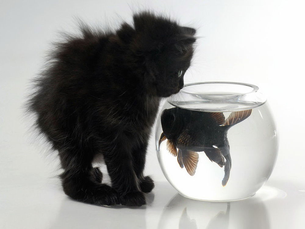 Обои для рабочего стола чёрный котёнок с рыбкой
