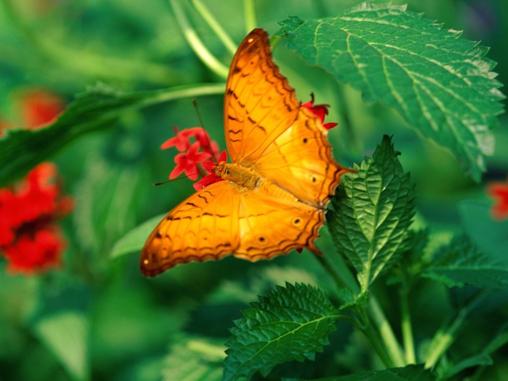 Бабочка оранжевая картинка