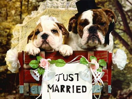 Обои на рабочий стол Just Married