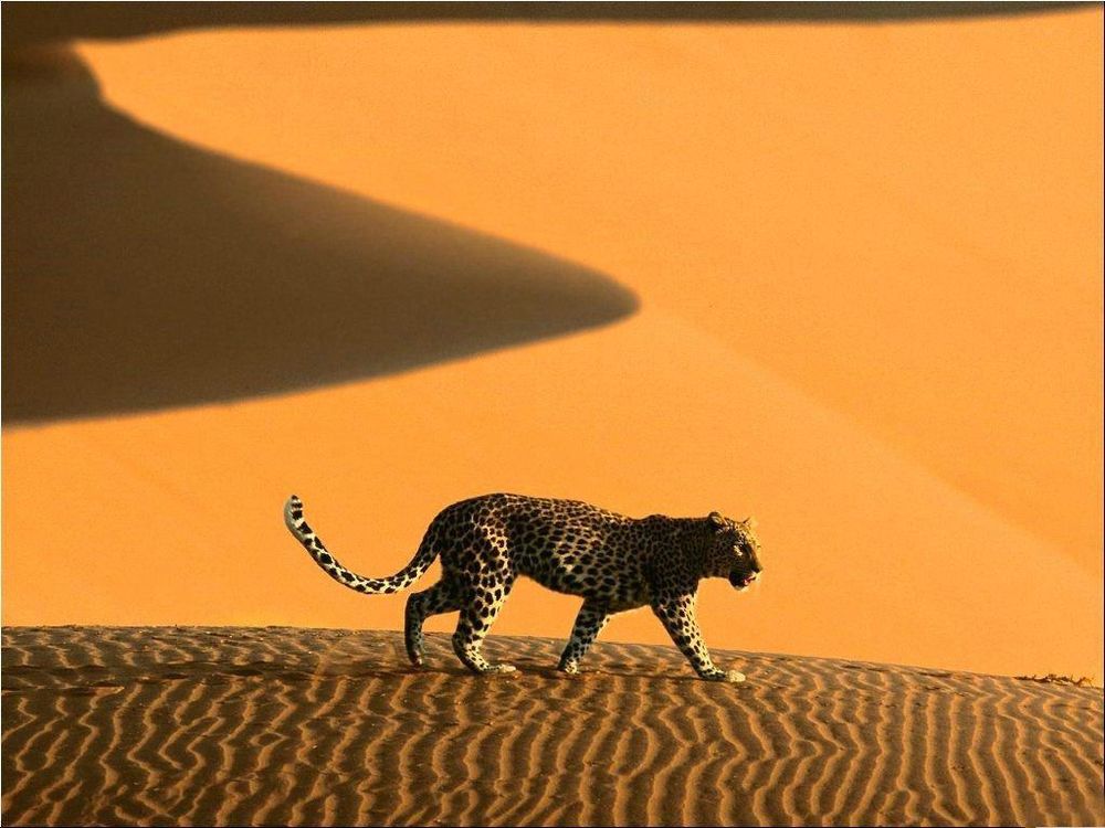 Обои для рабочего стола Леопард в пустыне