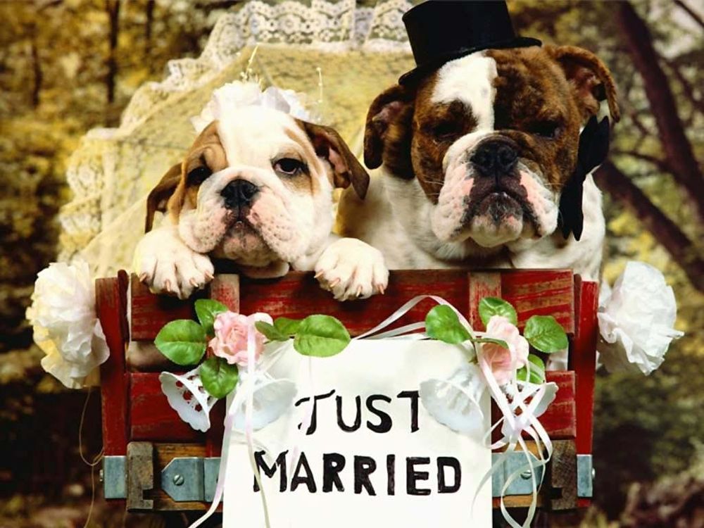 Обои для рабочего стола Just Married