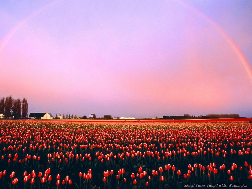 Обои для рабочего стола Skagit Valley Tulip Fields, Washington