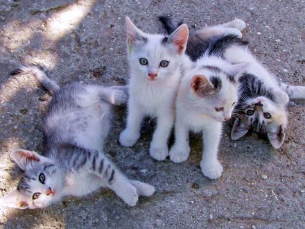Обои на рабочий стол Котята