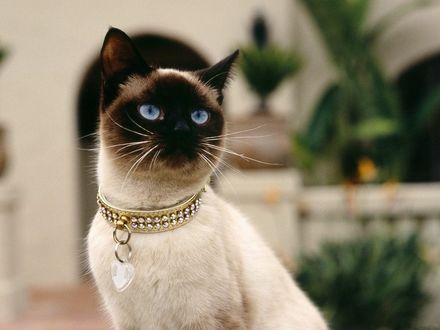 Обои на рабочий стол Сиамский кот, на шее у него золотой ошейник со стразами