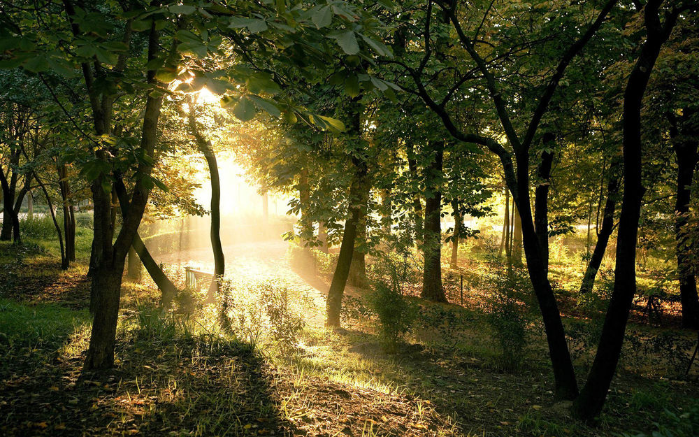 Рассвет лесу Изображения – скачать бесплатно на Freepik