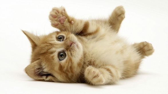 Обои на рабочий стол Котенок