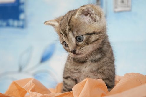 Обои на рабочий стол Котёнок