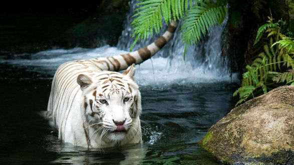 Обои на рабочий стол Белый купается тигр у водопада