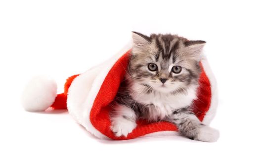 Обои на рабочий стол Котенок в шапочке