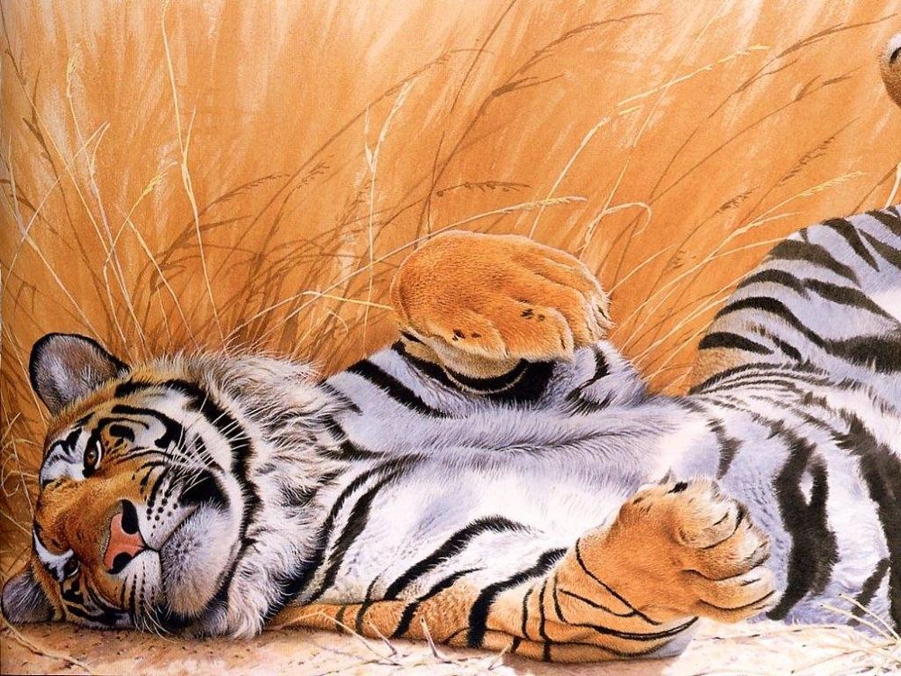 Обои для рабочего стола Я на солнышке лежу, я на солнышко гляжу! Тигр лежит на спине и задрал лапы.