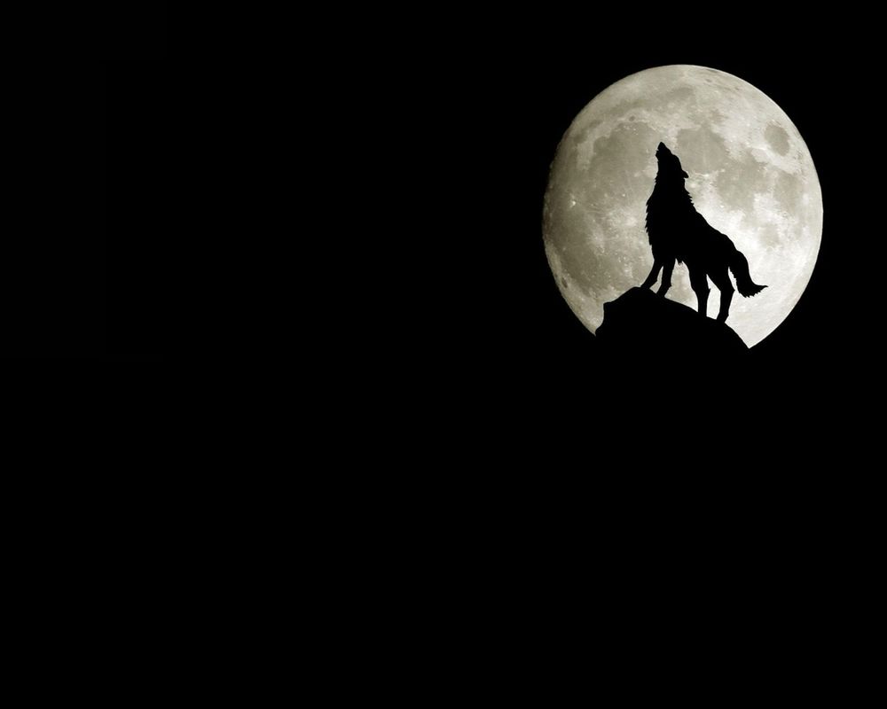 Обои для рабочего стола Волк воет на луну
