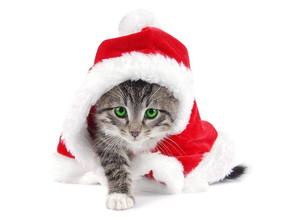 Обои для рабочего стола Новогодний кот (Кот в шапке и пальто Деда Мороза)