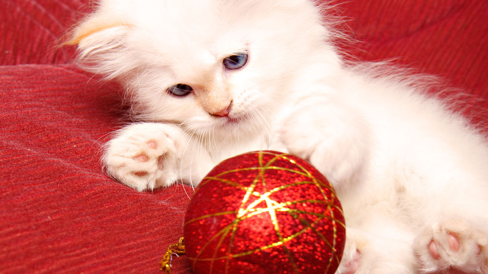 Обои для рабочего стола Белый пушистый котёнок играет с новогодней ёлочной игрушкой