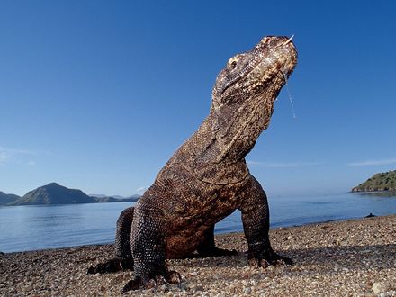 Обои на рабочий стол Варан на берегу моря