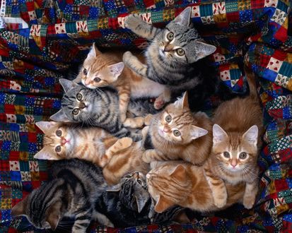 Обои на рабочий стол Банда котят