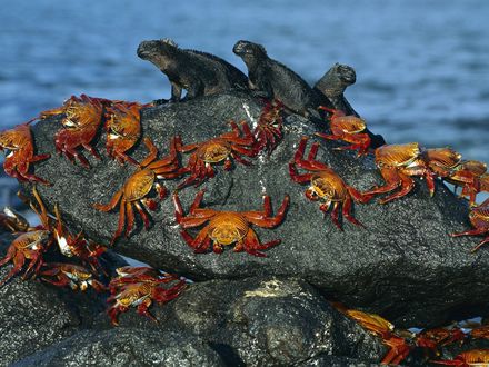 Обои на рабочий стол Морские ящерицы и крабы греются на камне