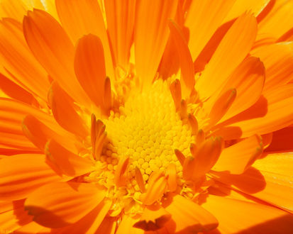 Обои на рабочий стол Календула