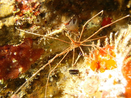 Обои на рабочий стол Stenorhynchus seticornis или стрелка краба, один из видов морских крабов .