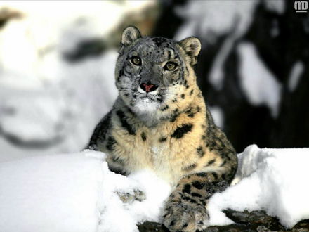 Обои на рабочий стол Снежный барс