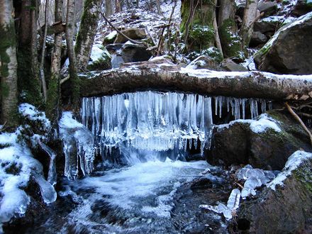 Обои на рабочий стол Замершая вода в дремучем лесу