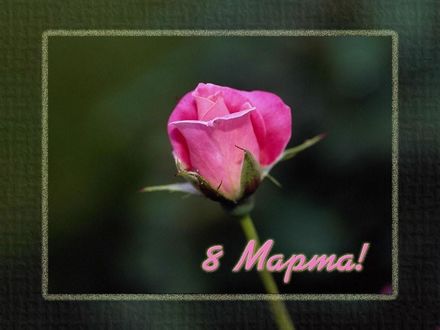Обои на рабочий стол Розочка 8 марта