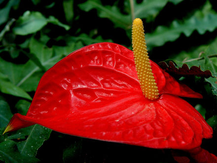 Обои на рабочий стол Экзотичный цветок - Антуриум (Anthurium)