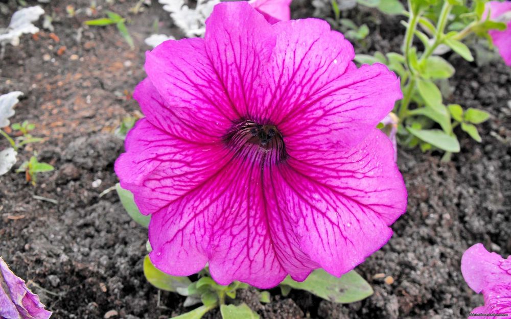 Обои для рабочего стола Петуния (Petunia), род одно- или многолетних травянистых растений семейства паслёновых.